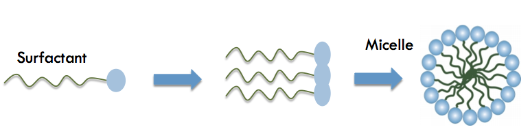 При достигане на определена критичната концентрация на молекулите (Critical Micelle Concentration - CMC), хидрофобните опашки се групират заедно, за да минимизират взаимодействието им с разтворителя, докато хидрофилните глави взаимодействат с полярния разтворител (вода), за да стабилизират системата. В резултат на това се образуват мицели (сферични структури с хидрофилни глави отвън и хидрофобни опашки отвътре).