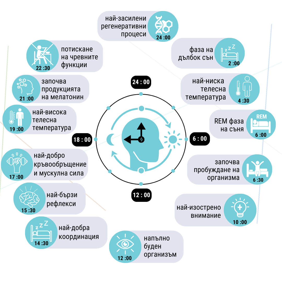 сиркаден ритъм на тялото