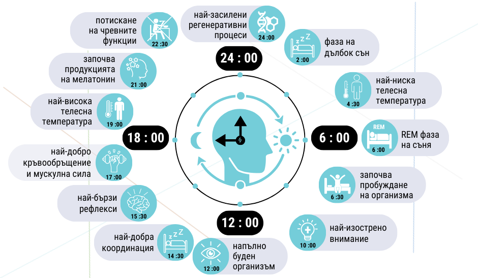 сиркаден ритъм на тялото