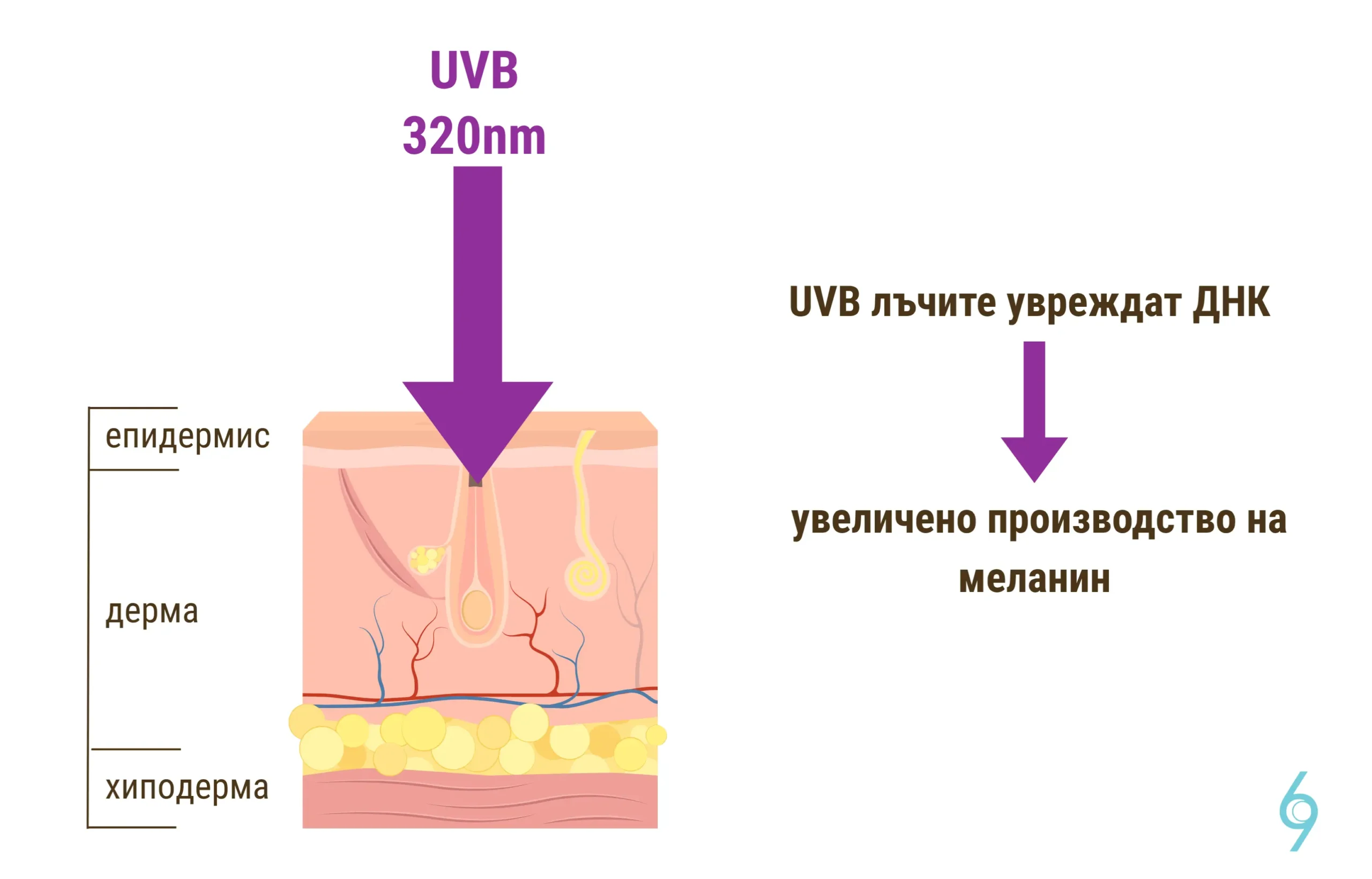 uv b i kojata