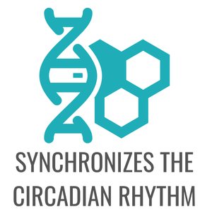 SYNCHRONIZES THE CIRCADIAN RHYTHM